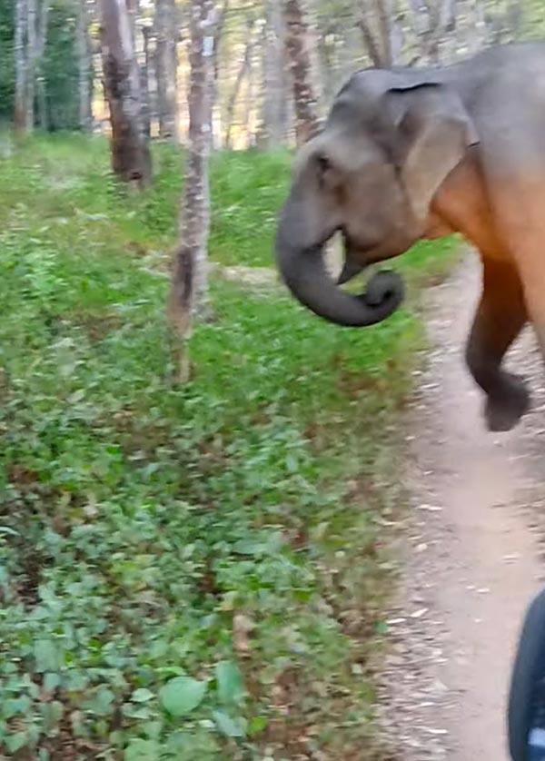 ಸಫಾರಿ ಜೀಪನ್ನು ಅಟ್ಟಾಡಿಸಿದ ಕಾಡಾನೆಗಳು, ಚಾಲಕನ ಸಮಯಪ್ರಜ್ಞೆಯಿಂದ ಪಾರಾದ ಪ್ರವಾಸಿಗರು