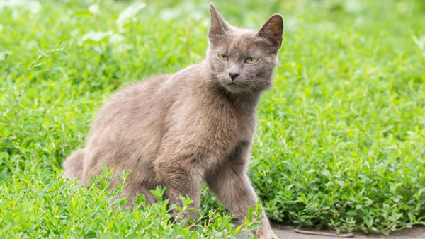 ಬೆಕ್ಕಿನ ಕಾರಣಕ್ಕೆ ತುರ್ತು ಭೂ ಸ್ಪರ್ಶ ಮಾಡಿದ ಅಂತರ್ ರಾಷ್ಟ್ರೀಯ ವಿಮಾನ