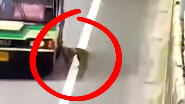 ಹೆದ್ದಾರಿಯಲ್ಲಿ ಅಲೆದಾಡುತ್ತಿದ್ದ ನಾಯಿಯ ಪಾಲಿಗೆ ಆಪದ್ಬಾಂಧವನಾದ ಬಸ್ ಚಾಲಕ