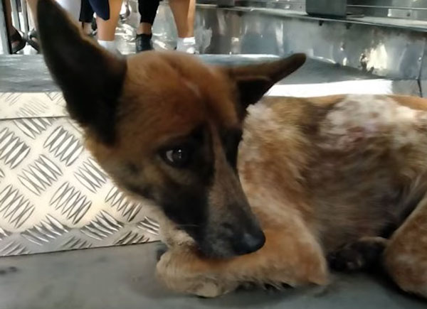 ಹೆದ್ದಾರಿಯಲ್ಲಿ ಅಲೆದಾಡುತ್ತಿದ್ದ ನಾಯಿಯ ಪಾಲಿಗೆ ಆಪದ್ಬಾಂಧವನಾದ ಬಸ್ ಚಾಲಕ