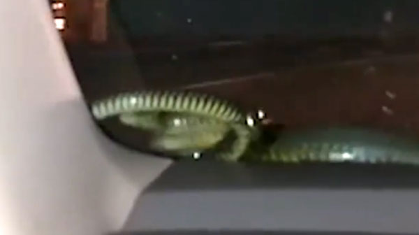 ಚಲಿಸುತ್ತಿದ್ದ ಕಾರಿನ ವಿಂಡ್‌ಶೀಲ್ಡ್ ಮೇಲೆ ಏಕಾಏಕಿ ಕಾಣಿಸಿಕೊಂಡ ಹಾವು 