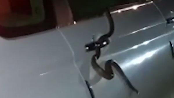 ಚಲಿಸುತ್ತಿದ್ದ ಕಾರಿನ ವಿಂಡ್‌ಶೀಲ್ಡ್ ಮೇಲೆ ಏಕಾಏಕಿ ಕಾಣಿಸಿಕೊಂಡ ಹಾವು 