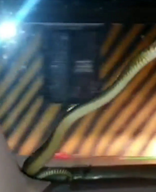 ಚಲಿಸುತ್ತಿದ್ದ ಕಾರಿನ ವಿಂಡ್‌ಶೀಲ್ಡ್ ಮೇಲೆ ಏಕಾಏಕಿ ಕಾಣಿಸಿಕೊಂಡ ಹಾವು 