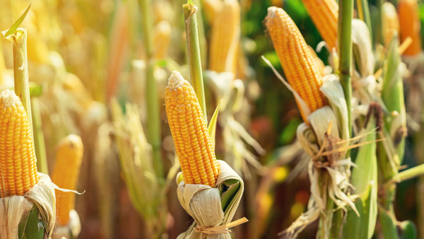 ಜೋಳ, ಸೋಯಾಬೀನ್ ನೀಡಿ ಖರೀದಿಸಬಹುದು ಐಷಾರಾಮಿ ಟೊಯೊಟಾ ಫಾರ್ಚೂನರ್!