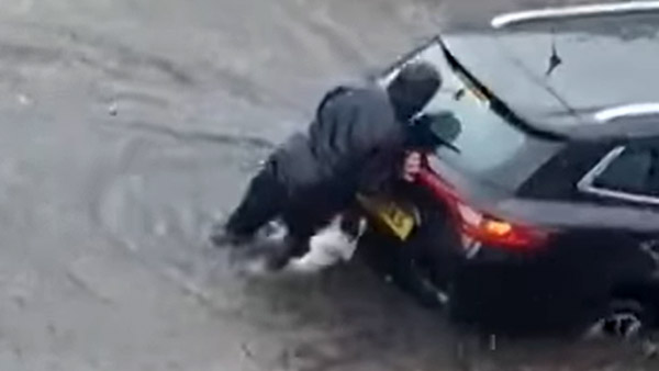 ಮಳೆ ನೀರಿನಲ್ಲಿ ನಿಂತಿದ್ದ ಕಾರನ್ನು ಮುಂದಕ್ಕೆ ತಳ್ಳಲು ಯಜಮಾನಿಗೆ ನೆರವಾದ ಸಾಕು ನಾಯಿ