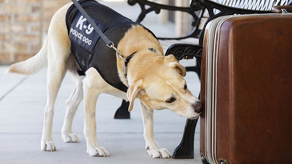 ವಿಮಾನ ನಿಲ್ದಾಣಗಳಲ್ಲಿನ ಪೊಲೀಸ್ ಶ್ವಾನಗಳ ಸಾಮರ್ಥ್ಯ ನಿಮಗೆ ಗೊತ್ತೇ? ಇಲ್ಲಿದೆ ಸಂಪೂರ್ಣ ಮಾಹಿತಿ... 