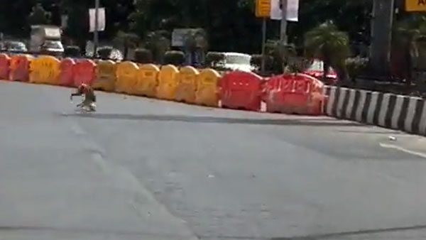 ಬೀದಿ ನಾಯಿಗೆ ಡಿಕ್ಕಿ ಹೊಡೆದ ಐಷಾರಾಮಿ ಕಾರು ಚಾಲಕನ ವಿರುದ್ದ ಪ್ರಕರಣ ದಾಖಲಿಸಿದ ಪೊಲೀಸರು