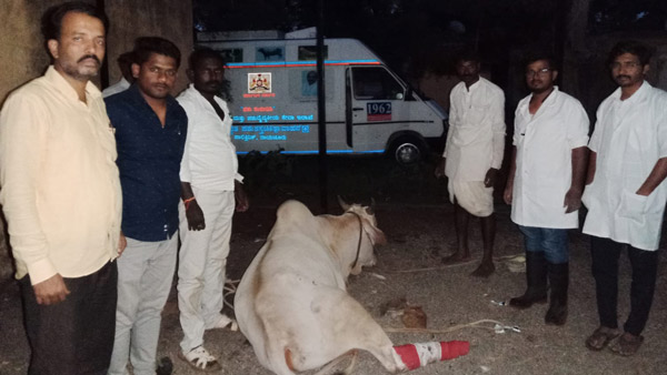 ಪ್ರಾಣಿಗಳಿಗೆ ಸ್ಥಳದಲ್ಲೇ ಚಿಕಿತ್ಸೆ ನೀಡುವ 82 'ಪಶು ಸಂಜೀವಿನಿ' ಆಂಬ್ಯುಲೆನ್ಸ್‌ಗಳಿಗೆ ನಾಳೆ ಚಾಲನೆ