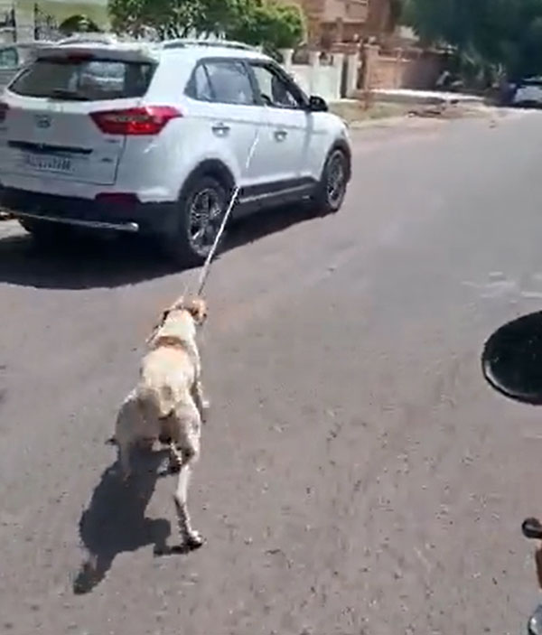 ನಾಯಿಗೆ ನರಕ ತೋರಿದ ವೈದ್ಯನ ವಿರುದ್ಧ ಎಫ್‌ಐಆರ್: ಕಾರಿನ ವೇಗಕ್ಕೆ ಮೂಕ ಜೀವಿಯ ನರಳಾಟ 