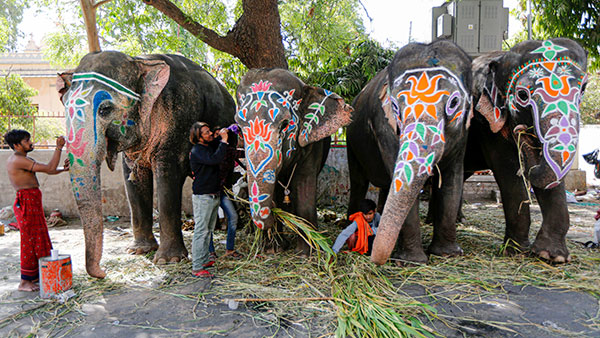 ಟಾಟಾ ಏಸ್ ಸಾಮರ್ಥ್ಯಕ್ಕೆ ದಂಗಾದ ಸಹ ಪ್ರಯಾಣಿಕರು: ದೊಡ್ಡ ಆನೆಯನ್ನೇ ಸಾಗಿಸಿದ ಸಣ್ಣ ಆನೆ