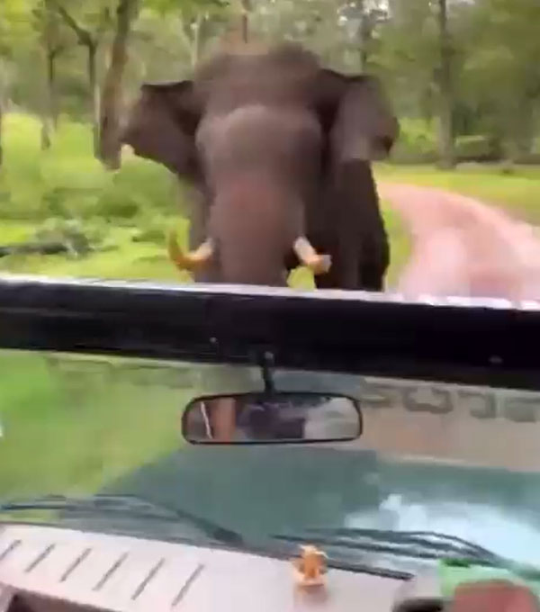 ಅಡ್ಡ ಬಂದ ಆಟೋವನ್ನು ಮೇಲಕ್ಕೆತ್ತಿ ನೆಲಕ್ಕೆ ಬಡಿದ ಕಾಡಮ್ಮೆ: ಭಯಾನಕ ವಿಡಿಯೋ ವೈರಲ್ 