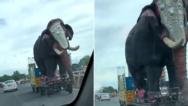 ಟಾಟಾ ಏಸ್ ಸಾಮರ್ಥ್ಯಕ್ಕೆ ದಂಗಾದ ಸಹ ಪ್ರಯಾಣಿಕರು: ದೊಡ್ಡ ಆನೆಯನ್ನೇ ಸಾಗಿಸಿದ ಸಣ್ಣ ಆನೆ