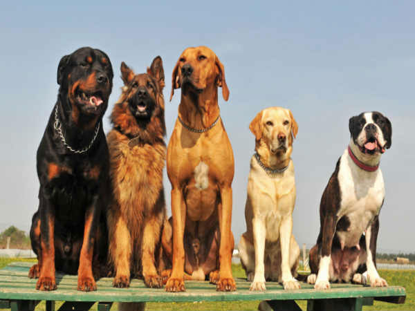 ನಿಮ್ಮ ವಾಹನವನ್ನು ನಾಯಿಗಳು ಎಂದಾದರೂ ಅಟ್ಟಿಸಿಕೊಂಡು ಬಂದಿವೆಯೇ? ಅದಕ್ಕೆ ಕಾರಣ ಏನ್ ಗೊತ್ತಾ..