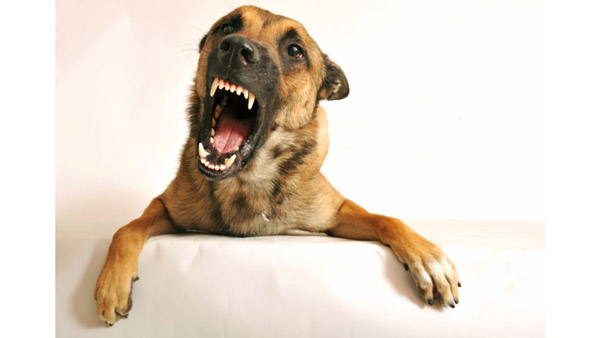 ನಿಮ್ಮ ವಾಹನವನ್ನು ನಾಯಿಗಳು ಎಂದಾದರೂ ಅಟ್ಟಿಸಿಕೊಂಡು ಬಂದಿವೆಯೇ? ಅದಕ್ಕೆ ಕಾರಣ ಏನ್ ಗೊತ್ತಾ..