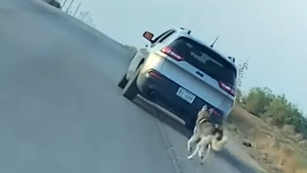 ನಿಮ್ಮ ವಾಹನವನ್ನು ನಾಯಿಗಳು ಎಂದಾದರೂ ಅಟ್ಟಿಸಿಕೊಂಡು ಬಂದಿವೆಯೇ? ಅದಕ್ಕೆ ಕಾರಣ ಏನ್ ಗೊತ್ತಾ..