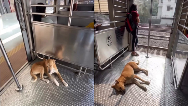 dog traveling by train