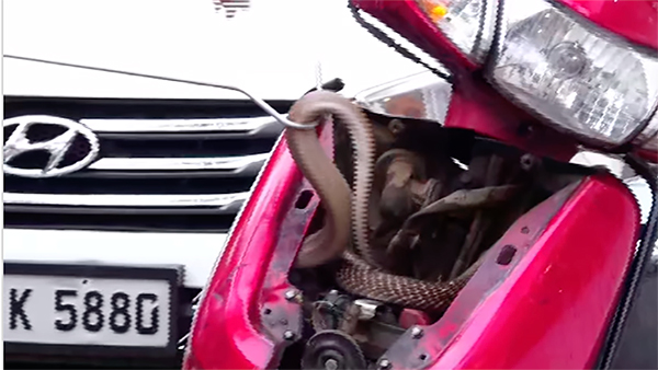honda-activa-snake-saved-viral-video