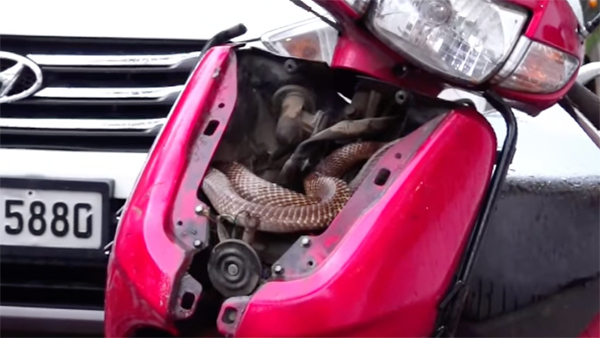 honda-activa-snake-saved-viral-video