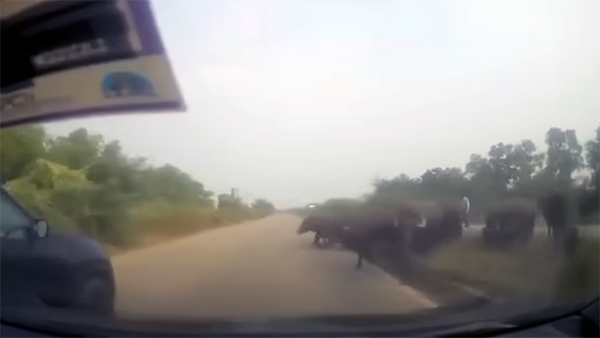 Maruti Suzuki S-Cross Hits Buffalo 