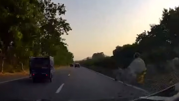 Kia: ಹಸುವಿಗೆ ಕಿಯಾ ಕಾರು ಡಿಕ್ಕಿ.. ಮುಂದೇನಾಯ್ತು? ಲೈವ್ ವಿಡಿಯೋ ಸೆರೆ