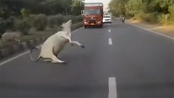 Kia: ಹಸುವಿಗೆ ಕಿಯಾ ಕಾರು ಡಿಕ್ಕಿ.. ಮುಂದೇನಾಯ್ತು? ಲೈವ್ ವಿಡಿಯೋ ಸೆರೆ