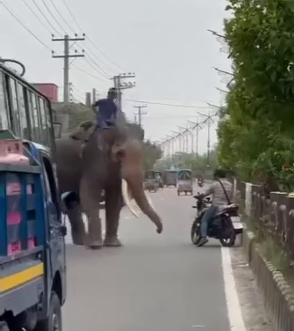 elephants-mahouts-extort-money-blocking-road