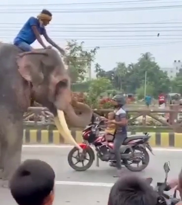 elephants-mahouts-extort-money-blocking-road