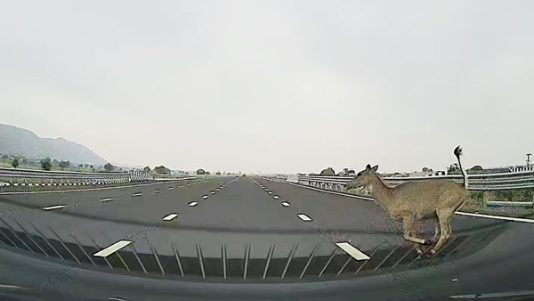 ಎಕ್ಸ್‌ಪ್ರೆಸ್‌ವೇಯಲ್ಲಿ ಟಾಟಾ ಆಲ್ಟ್ರೋಜ್ ಕಾರು 120 km ವೇಗದಲ್ಲಿ ಜಿಂಕೆಗೆ ಡಿಕ್ಕಿ: ಏನಾಯಿತು ಗೊತ್ತಾ.. ವಿಡಿಯೋ