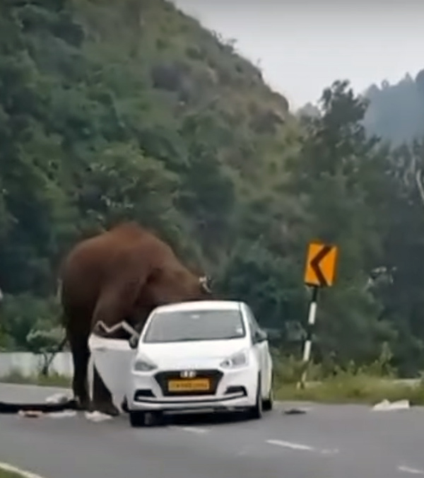 elephant-attack-car-passengers-escape-viral-video