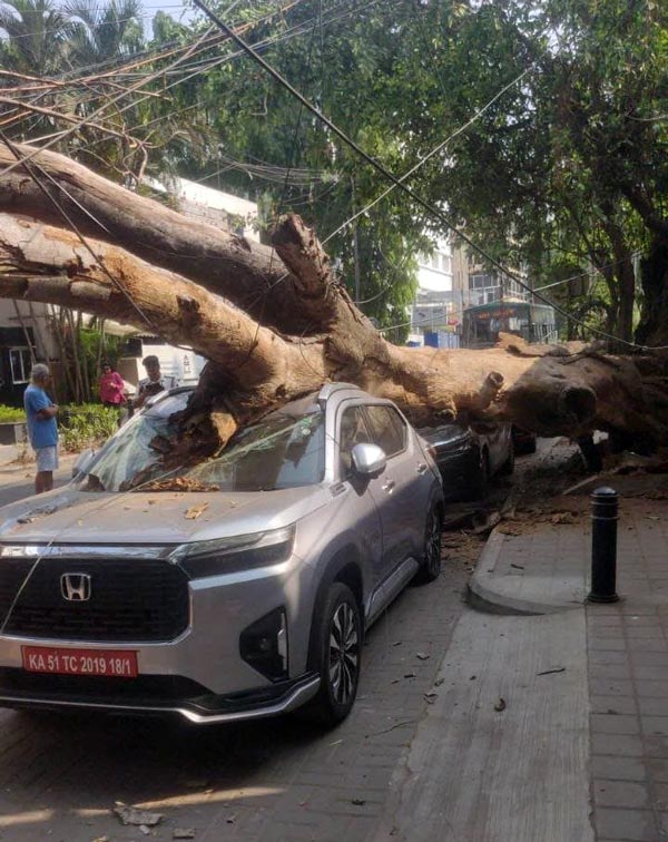 Massive Tree Fall On Honda Elevate SUV A Message To The Car Owners