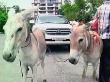 ലാന്‍ഡ് ക്രൂയിസറില്‍ കഴുതകളെ കെട്ടിവലിച്ച ഗുജറാത്തിയെ കാണാം!