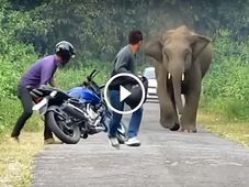 റോയൽ എന്‍ഫീല്‍ഡിനോട് മുട്ടിയാൽ ഇങ്ങനെയിരിക്കും; ബജാജിന് ഇതിലും വലിയ മറുപടി കിട്ടാനില്ല!
