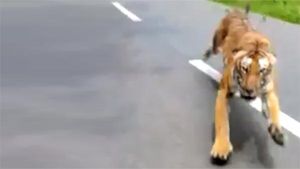 കാട്ടുപാതയില്‍ ബൈക്ക് യാത്രക്കാരെ പിന്തുടര്‍ന്ന് കടുവ, വീഡിയോ വൈറല്‍