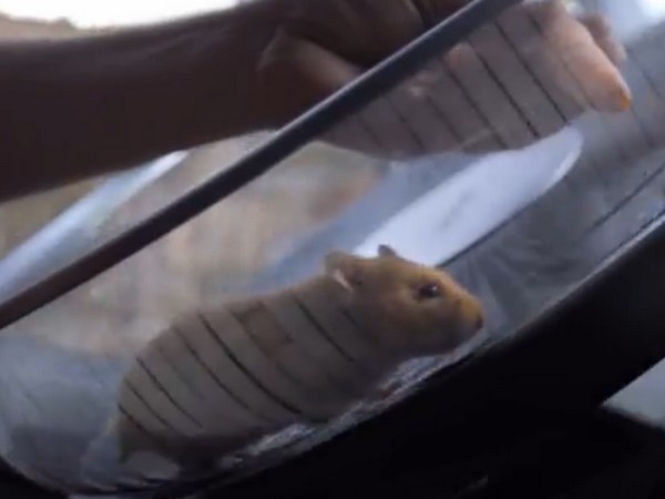 Hamster Drives A Volvo Truck Up A Quarry