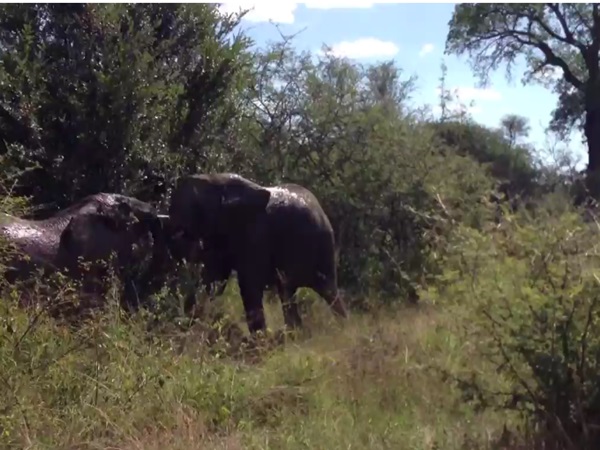 Elephants Attack Trekking Vehicles