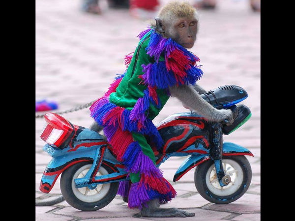 Funny Automobile Images
