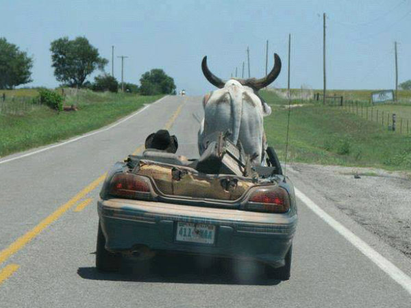 Funny Automobile Images