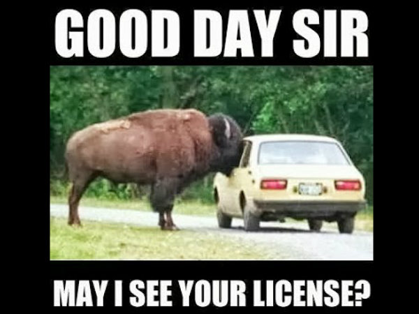 Funny Automobile Images