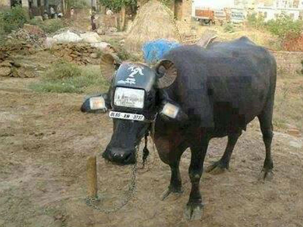 Funny Automobile Images