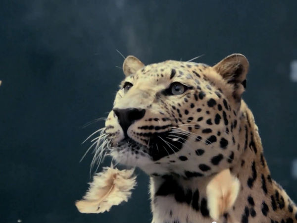 ജാഗ്വറിന്റെ ചീറ്റപ്പുലിയും മെഴ്സിഡിസിന്റെ പൂവൻകോഴിയും