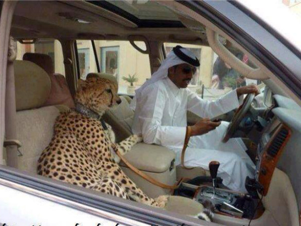 മുതലക്കുഞ്ഞുങ്ങൾക്ക് തീറ്റ കൊടുക്കാൻ പോകുന്നു....