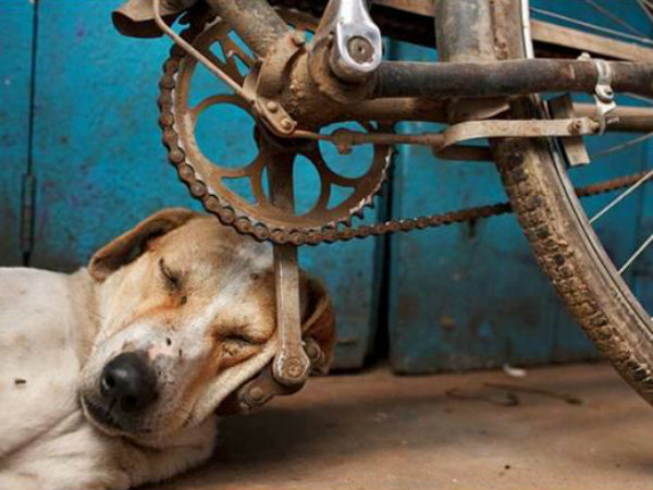 തല ചായ്ക്കാനൊരു....