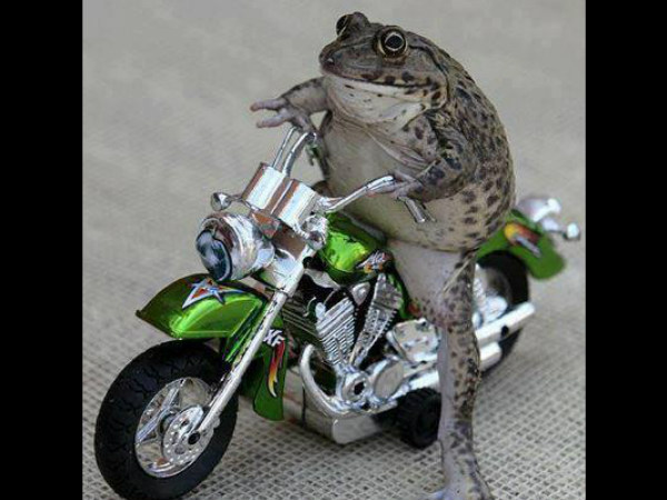 തവളക്കുഞ്ഞിന് സ്റ്റണ്ടിനു മോഹം...