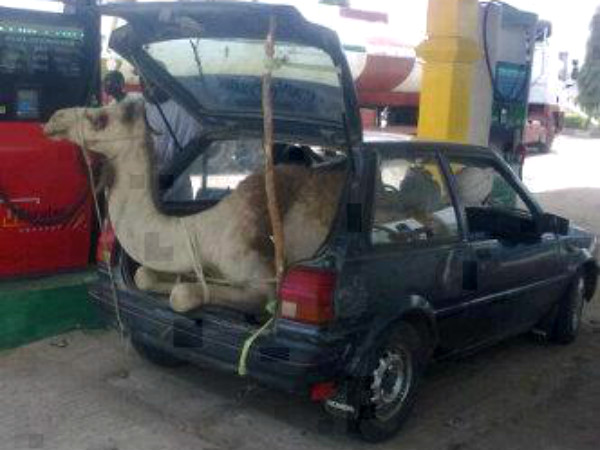 ഒട്ടകവും അറബിയും 