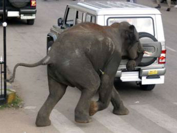 എത്തിനോക്കുന്ന മനുഷ്യന്‍; പ്രതികരിക്കുന്ന മൃഗം