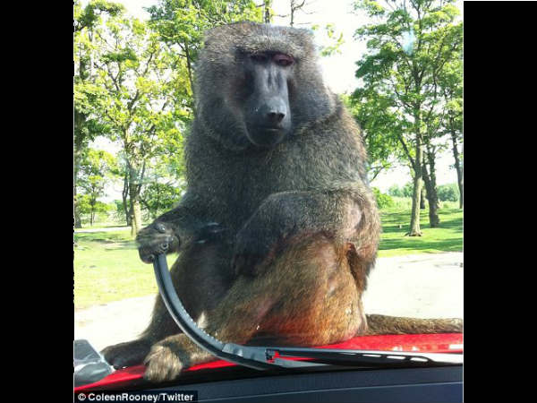 എത്തിനോക്കുന്ന മനുഷ്യന്‍; പ്രതികരിക്കുന്ന മൃഗം