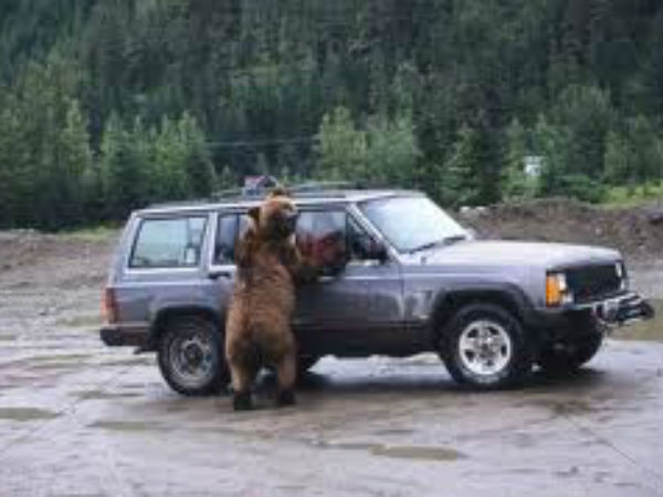 എത്തിനോക്കുന്ന മനുഷ്യന്‍; പ്രതികരിക്കുന്ന മൃഗം