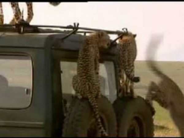 എത്തിനോക്കുന്ന മനുഷ്യന്‍; പ്രതികരിക്കുന്ന മൃഗം