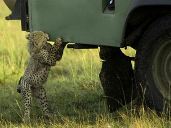 എത്തിനോക്കുന്ന മനുഷ്യന്‍; പ്രതികരിക്കുന്ന മൃഗം