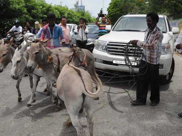 ലാന്‍ഡ് ക്രൂയിസറില്‍ കഴുതകളെ കെട്ടിവലിച്ച ഗുജറാത്തി